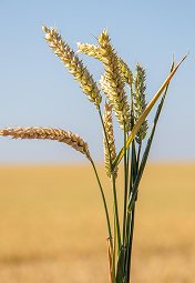 strand of wheat