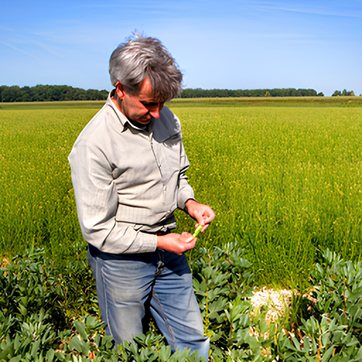 fields wheat farmer flour